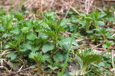 Yeşil ısırgan otu yaprakları yakın, üst manzara, makro fotoğraf