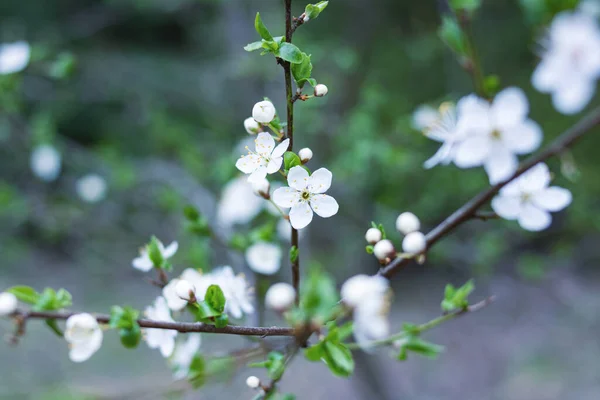 Fleurs Cerisier Blanc Feuilles Vertes Sur Une Branche — Photo