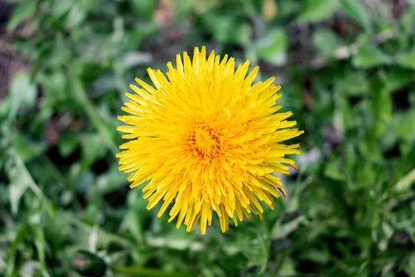 Amarelo Flor Dente Leão Folhas Verdes Fechar Vista Superior — Fotografia de Stock