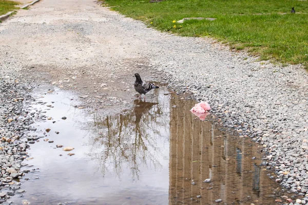 Gray dove swimming in a puddle on the stones