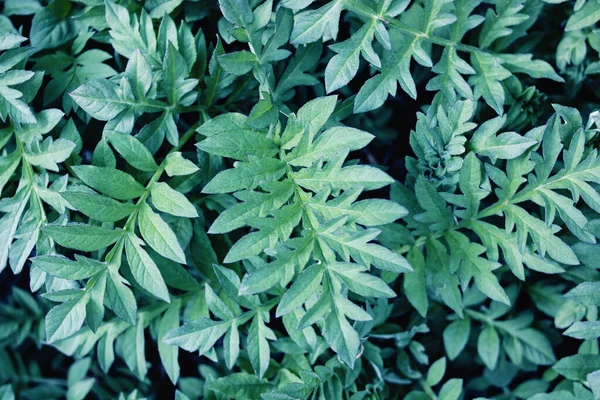Groene Bladeren Van Een Tropische Plant Bovenaanzicht Natuur Achtergrond — Stockfoto