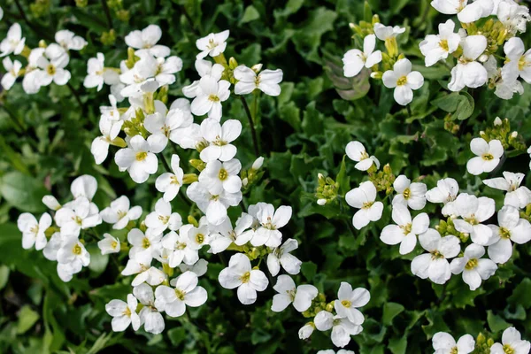 Белые Маленькие Цветы Зеленые Листья Крупным Планом Вид Сверху — стоковое фото