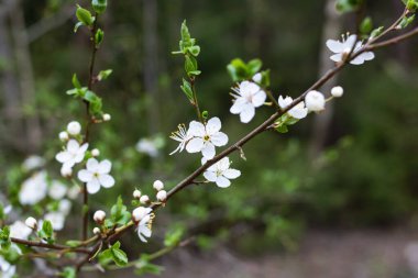 Beyaz kiraz çiçekleri ve dalda yeşil yapraklar