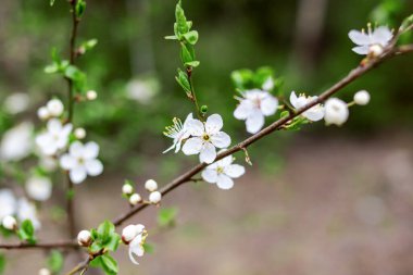 Beyaz kiraz çiçekleri ve dalda yeşil yapraklar