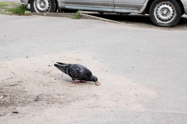 人行道上的灰鸽把面包吃得紧紧的 — 图库照片
