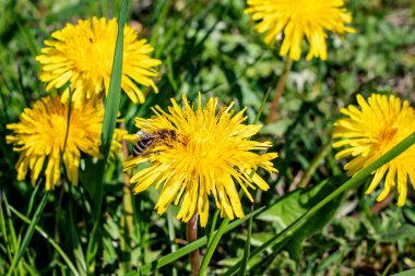 Sarı bir karahindiba çiçeğinin üzerinde arı var Yaklaş