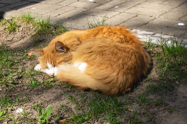 Röd Katt Sover Gräs Solen Närbild — Stockfoto