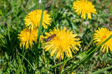 Sarı bir karahindiba çiçeğinin üzerinde arı var Yaklaş