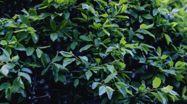 Gölgede bir ağacın yeşil yaprakları, doğa arka planı.