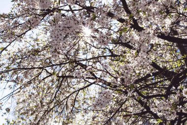 Güneş ışığında beyaz kiraz çiçekleri yakın