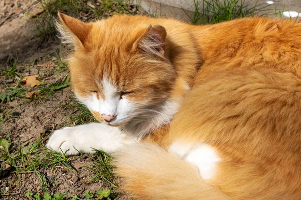 Červená Kočka Spí Trávě Slunci Zblízka — Stock fotografie