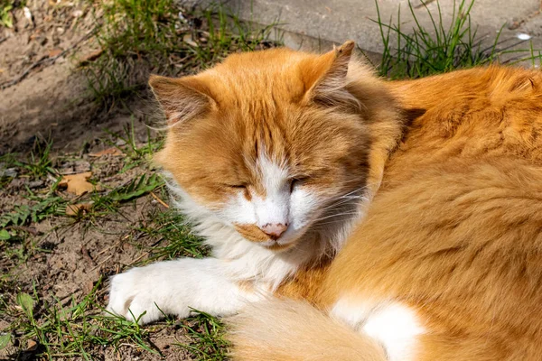 Červená Kočka Spí Trávě Slunci Zblízka — Stock fotografie
