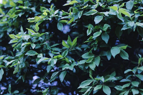 Green leaves of a tree in the shade, nature background