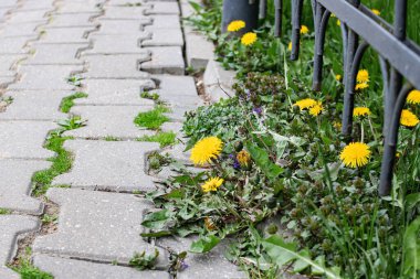 Kaldırımda karahindiba çiçekleri. Yaklaş.
