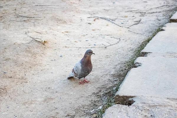 Pigeon gris marche sur l'asphalte gros plan — Photo