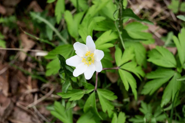 Petite fleur blanche et feuilles vertes gros plan — Photo