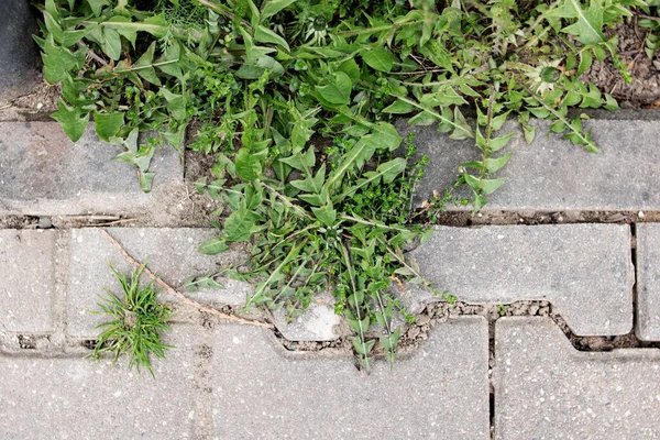 Feuilles de pissenlit vert sur le trottoir gros plan — Photo