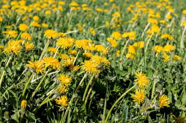 Karahindibalı yeşil alan soyut arkaplanı kapat