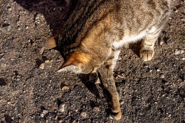 Gri Kedi Asfaltta Yıkanıyor Yakından Üstten — Stok fotoğraf