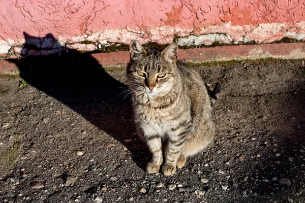 Tabby Kóbor Macska Járdán Árnyék Közelről — Stock Fotó