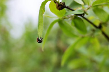 Ağaç dalında yeşil yapraklı uğur böceği, makro fotoğraf