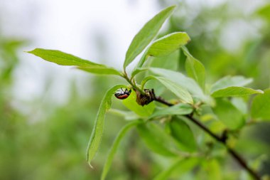 Ağaç dalında yeşil yapraklı uğur böceği, makro fotoğraf