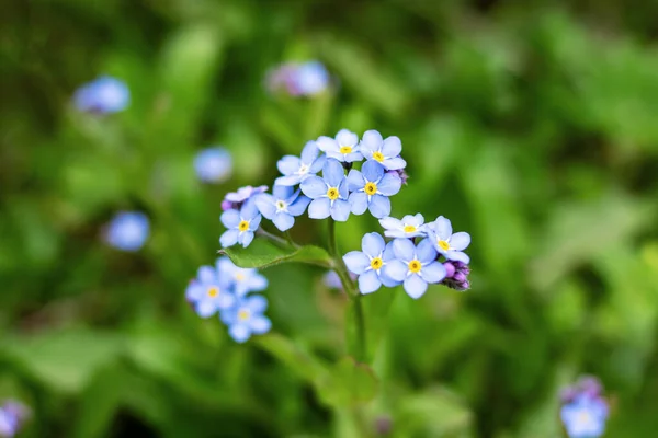 Małe Niebieskie Kwiaty Zielone Liście Zbliżyć — Zdjęcie stockowe