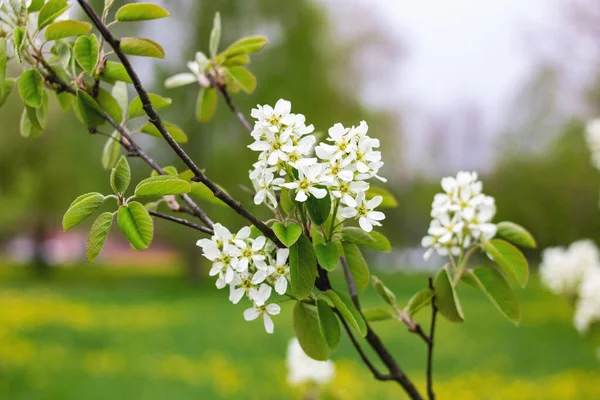 Fleurs Blanches Feuilles Vertes Sur Branche Gros Plan — Photo
