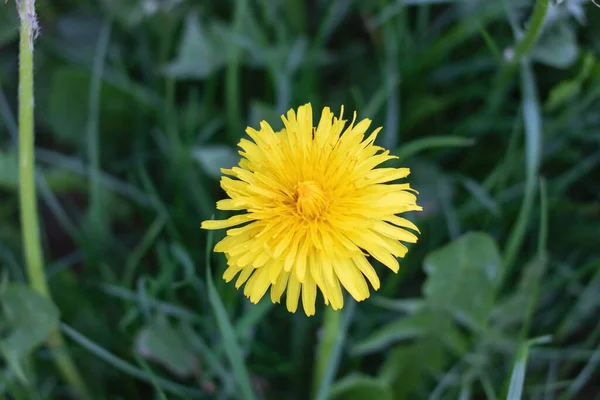 Flor Dente Leão Amarelo Fundo Folhas Verdes Vista Superior — Fotografia de Stock