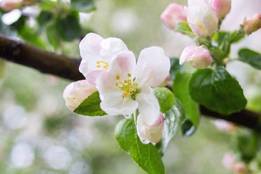 Pembe Elma Ağacı Çiçekleri ve Su Damlaları