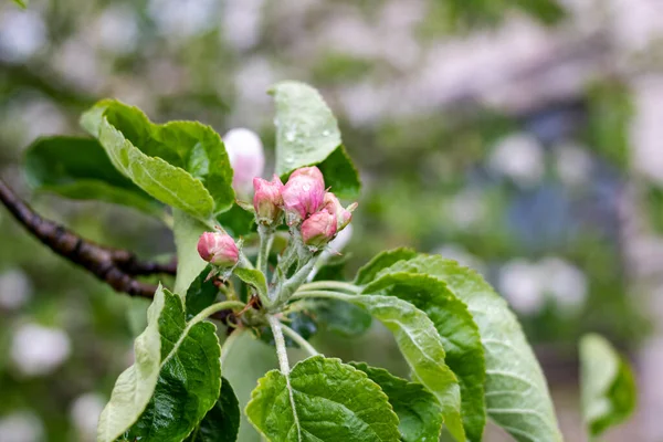 Pink Apple Tree Flowers and Water Drops close up