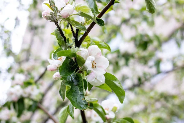 Pink Apple Tree Flowers and Water Drops close up