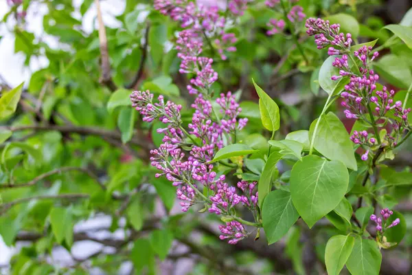 Bourgeons Lilas Roses Feuilles Vertes Sur Une Branche Gros Plan — Photo