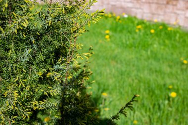 Thuja yeşil dalları çimlere karşı, boşluğu kopyala