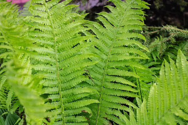 Groene Varen Bladeren Close Natuurlijke Achtergrond Voor Tekst — Stockfoto