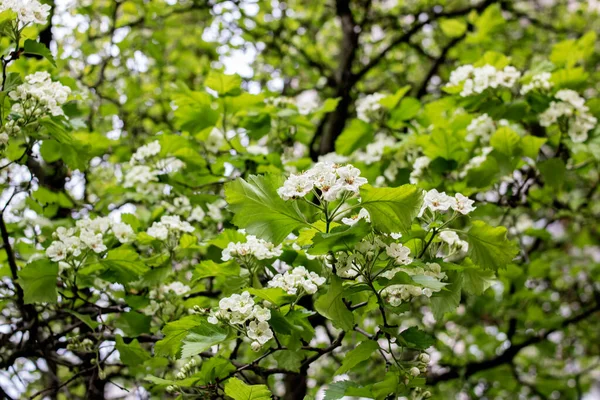 Flores Brancas Folhas Verdes Galhos Árvore Fechar — Fotografia de Stock