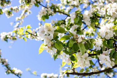 Beyaz elma, mavi gökyüzüne karşı çiçek açar.