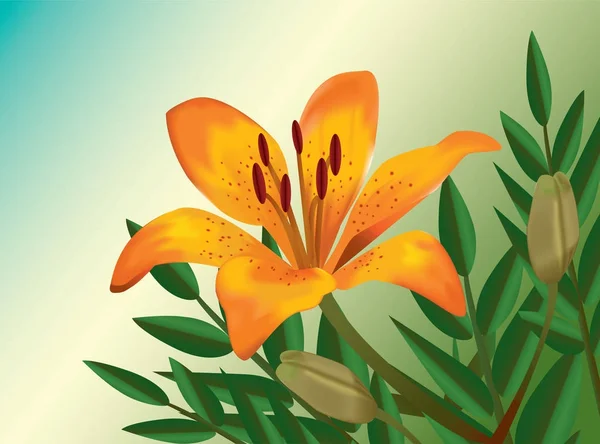 Κρίνος πορτοκαλί λουλούδι ρεαλιστική απεικόνιση — Διανυσματικό Αρχείο
