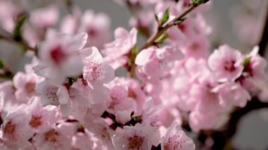 Baharın mutluluğu. Bahar güneşinde şeftali açar.