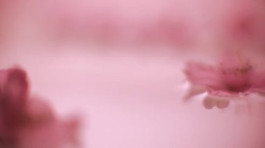 Sudaki şeftali çiçekleri