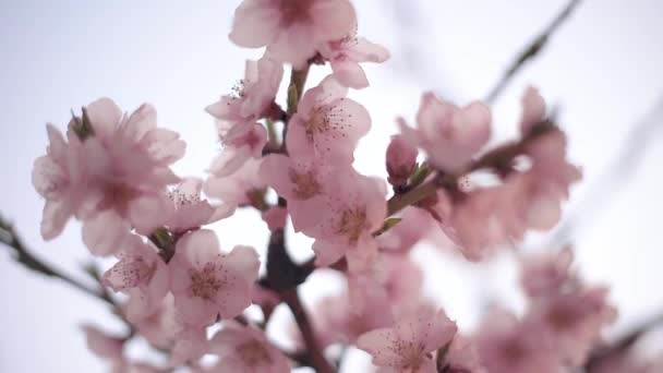 Felicidade Primavera Flor Pêssego Sol Primavera — Vídeo de Stock