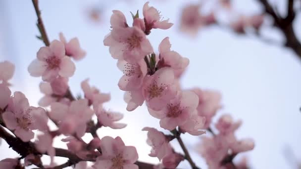 Błogość Wiosny Kwitną Brzoskwinie Wiosennym Słońcu — Wideo stockowe