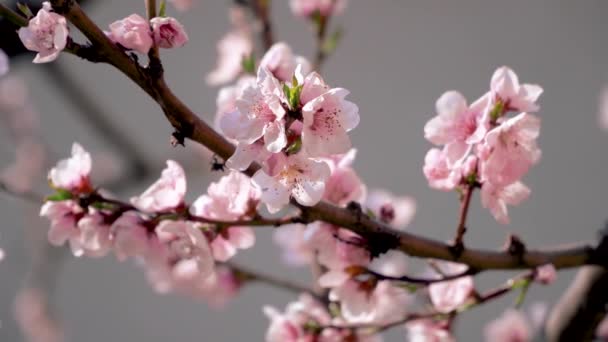 春の至福 春の太陽の桃の花 — ストック動画