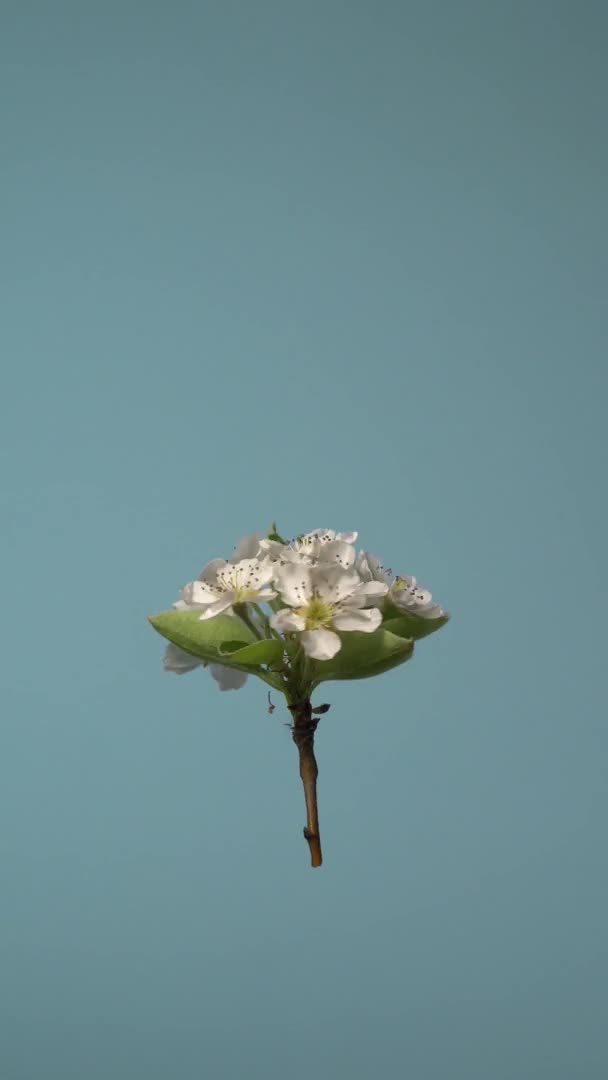 Apple Blossom Stock Video Isolated Apple Blossom Rotating Vertical Axis — Stock Video