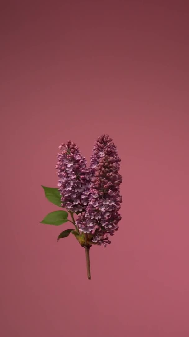 Leylak Çiçeği Yalıtılmış Leylak Çiçeğinin Dönüşümlü Videosu Çiçek Havada Süzülür — Stok video
