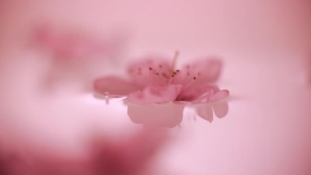 Pfirsichblüten Auf Dem Wasser — Stockvideo