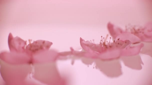 水面上的桃花 — 图库视频影像