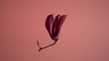 Magnolia (Magnolia virginiana). Dikey eksen etrafında dönen izole bir manolya çiçeğinin stok videosu. Çiçek havaya yükselir..
