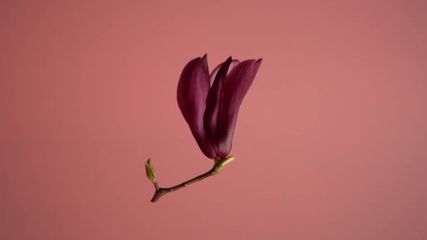 マグノリア マグノリア バージニア州 垂直軸の周りを回転する孤立したマグノリアの花のストックビデオ 花は空中で浮遊します — ストック動画