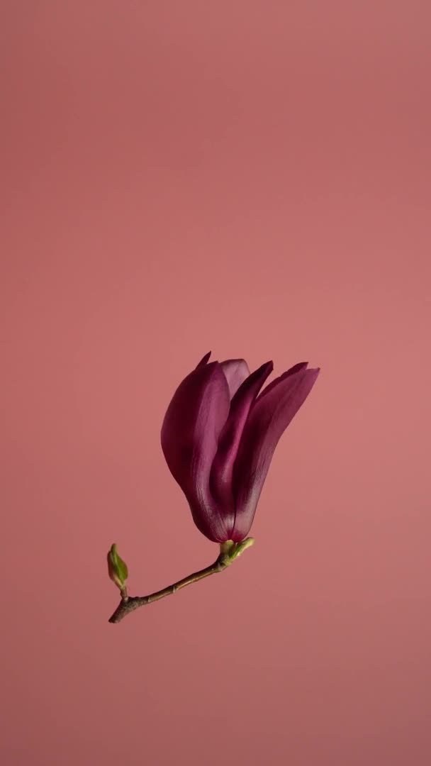 Μανόλια Magnolia Virginiana Απόθεμα Βίντεο Ενός Απομονωμένου Λουλουδιού Μανόλιας Που — Αρχείο Βίντεο